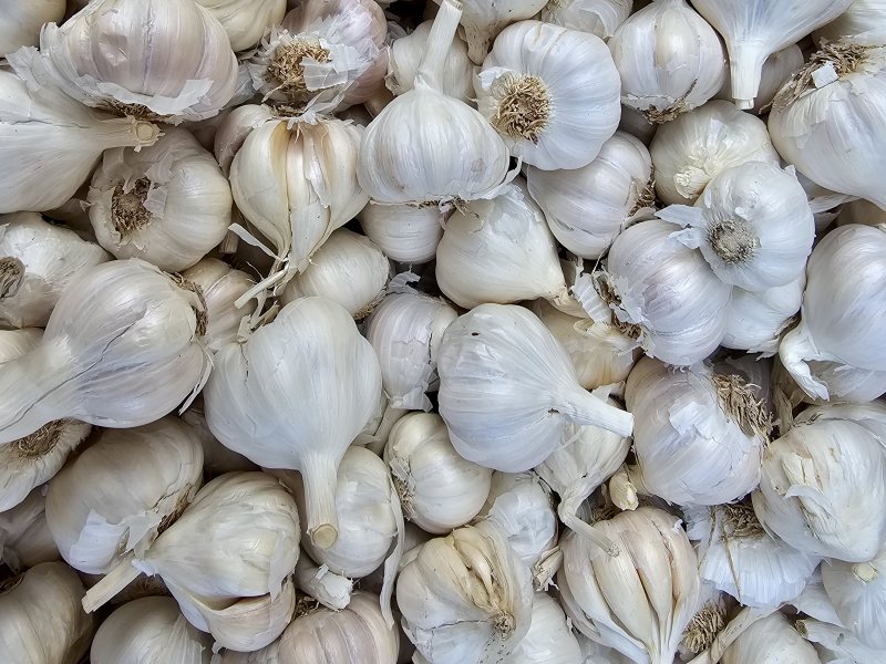 Bulk Garlic Supply
