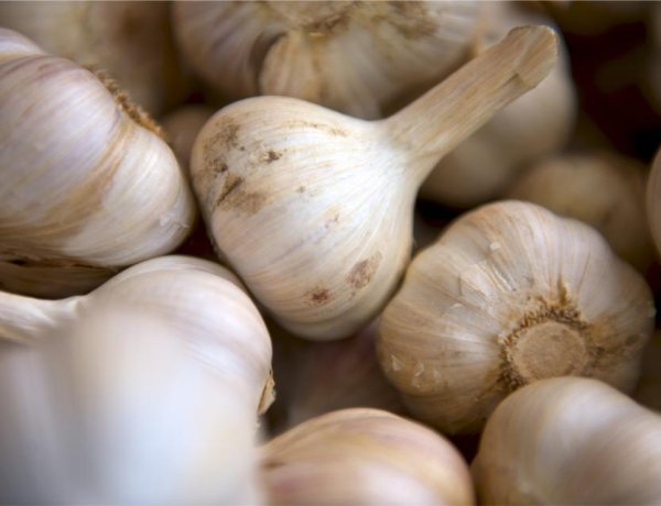 Ooty Seed garlic